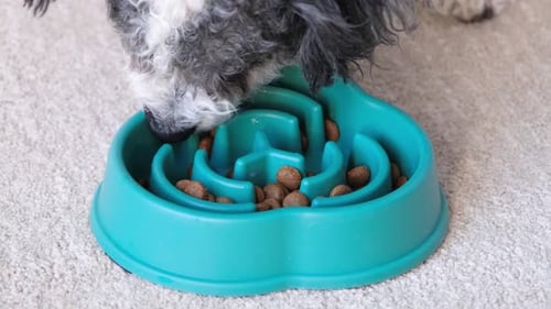 Dog Eating Food in Slow Feeder Bowl