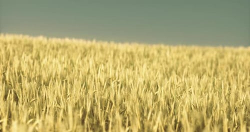 Golden Wheat Fields Stretch Under a Clear Blue Sky During Sunset