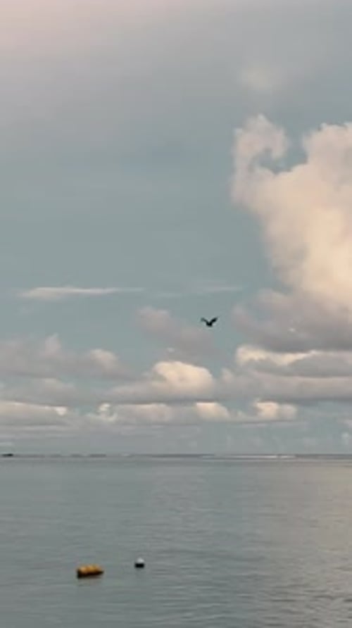 Scenic View of Bat Flying Over Seascape During Sunset