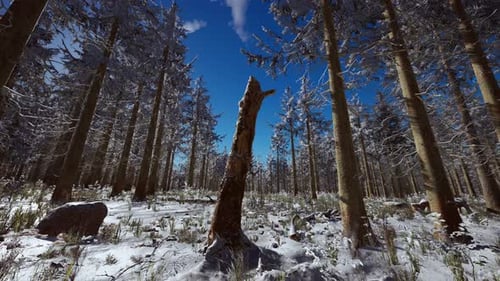 Coniferous Forest Illuminated By the Winter Morning Sun