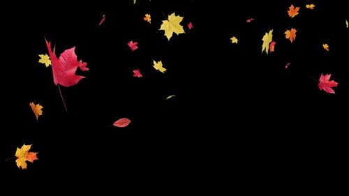 Falling Maple Leaves on Transparent Alpha