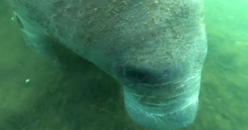 Close Up of Florida Manatee Underwater,