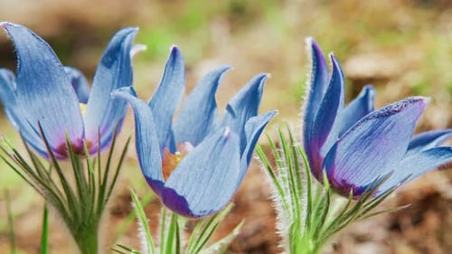 Beautiful Blue Flowers Blooming in a Sunny Meadow During Springtime