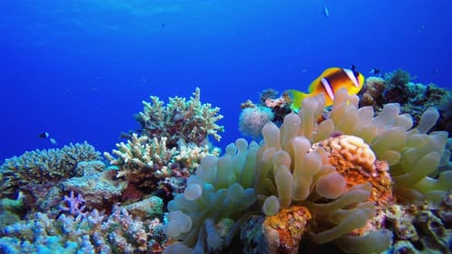 Tropical Sea Colourful Fish Clownfish