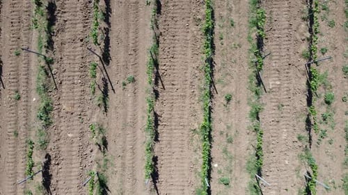 Neues junges Weingut im Frühling