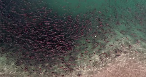 Salmon fish swimming in massive unified movement in Lake Kuril, Kamchatka