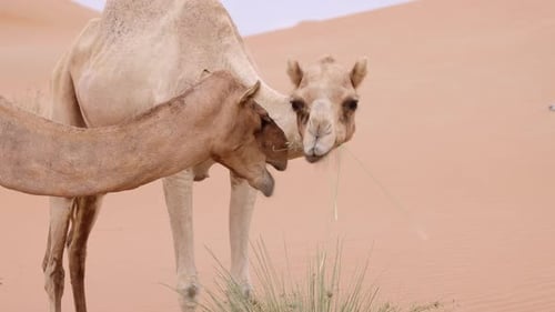 Two Middle Eastern Camels in the Desert in UAE