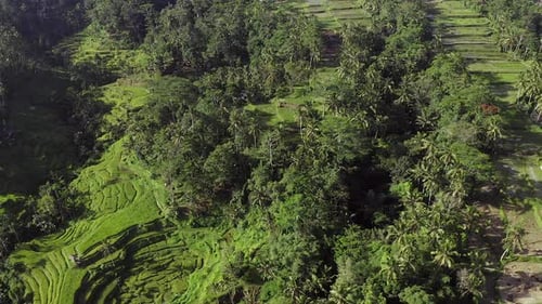 Reisterrassen am Hang in Ubud, einer indonesischen Stadt auf der Insel Bali, Luftaufnahme.