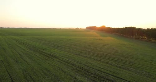 Agricultural Field at Sunset Drone View