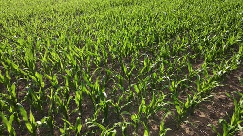 Corn Maize Agriculture Nature Field Growing Cornfield with Long Green Leaves Aerial View