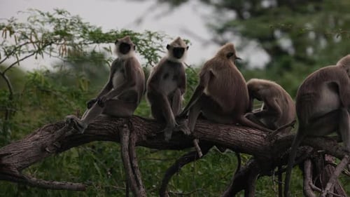 Gray Langurs Lat Semnopithecus Priam Sit on a Tree Branch in Sri Lanka Gently Grooming Each Other