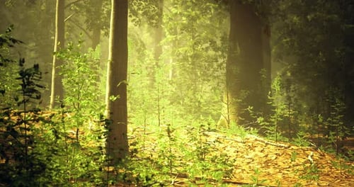 Sunlight Filters Through Trees Creating a Serene Forest Atmosphere