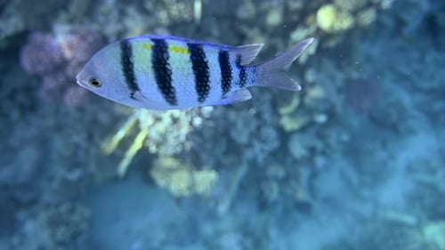 Blauer Clownfisch schwimmt im Roten Meer in Ägypten