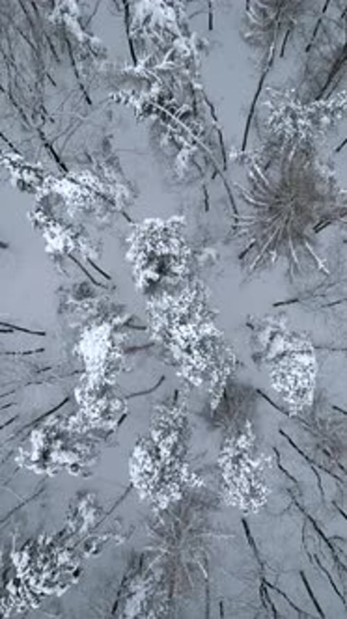 Top Wiew of Cold Dark Winter Forest