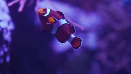 clown fish swimming in calm water on a reef