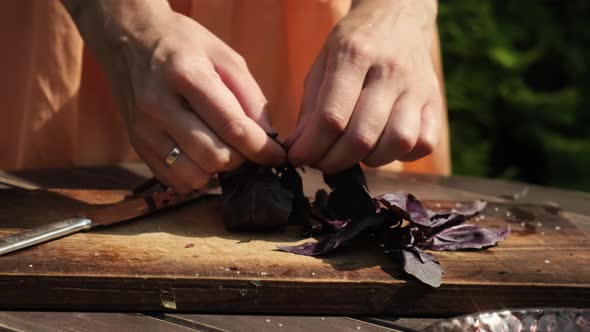 Woman's Hands Tearing Purple Basil Leaves, Food Stock Footage ft. basil ...