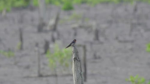 Pacific swallow (Hirundo tahitica) flying and perching on dead tree. Small passerine birds fly in an