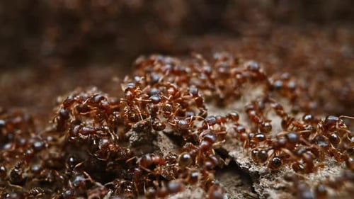 Ants anthill