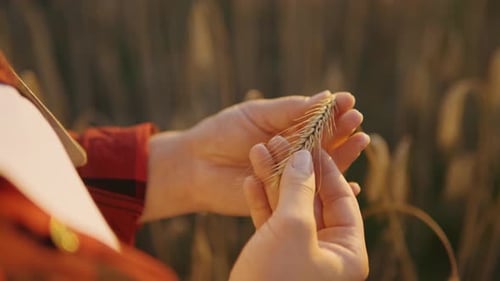 Hands Inspecting Grain in Golden Wheat Field