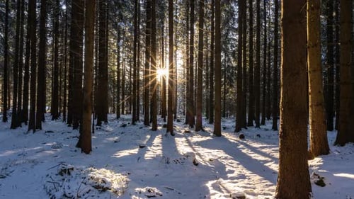Sunset in Winter Forest Time Lapse