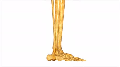 Human Leg and Foot Bones 3D Anatomical Rotation Animation