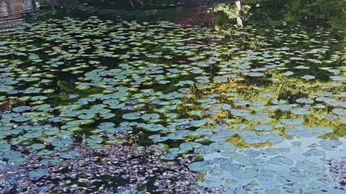 Seerosenblätter, die einen stillen Gartenteich bedecken
