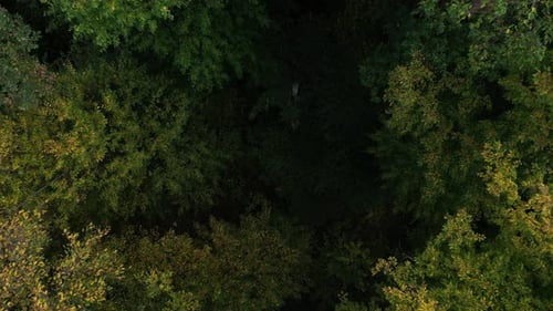 Forest from Above 40