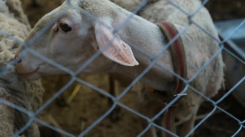 Sheep are fed in the barn