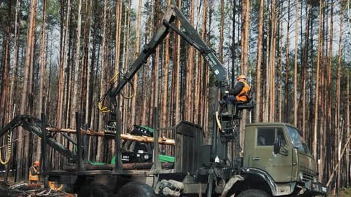 Logging Truck Loading Trees in Forest on Sunny Day