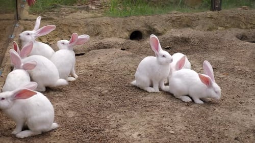 There are a Lot of White Rabbits in the Zoo Children Feed Rabbits