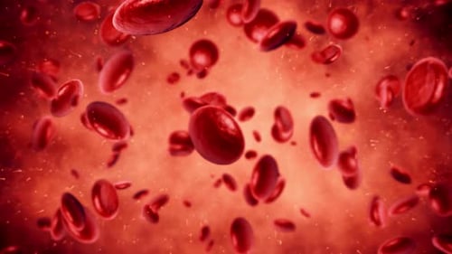 Red Blood Cells
