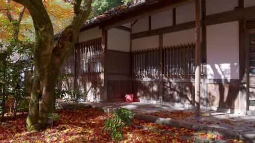 Beautiful Japanese fall colors in bright yellow during autumn colors