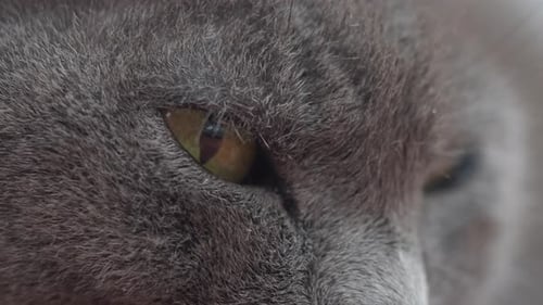 Gray Cat with Striking Green Eyes Captured Up Close
