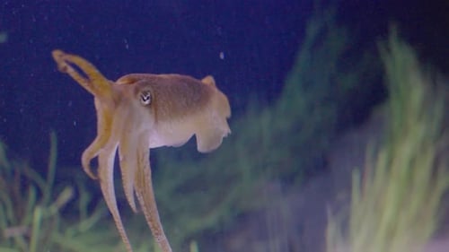 Closeup on Cuttlefish Swimming in Water of Giant Aquarium