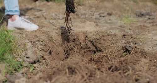 Closeup of Unrecognizable Woman Planting a Tree in the Home Garden The Female Plants a Young Sapling