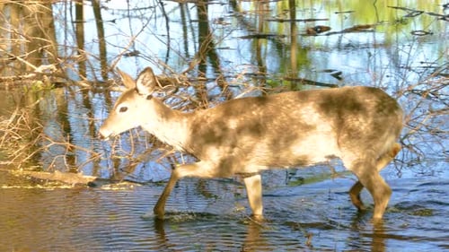 Fawn wades through the stream so clear, cautious steps, knows no fear