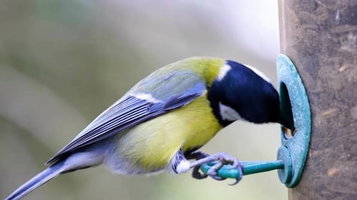 4K-Zeitlupenaufnahme eines Vogels, der auf einem Vogelhäuschen landet und Samen aus nächster Nähe frisst.