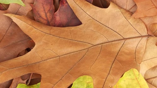 Close Up of Colorful Autumn Leaves Falling