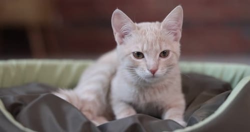 Cute Kitten Resting Comfortably in Pet Bed