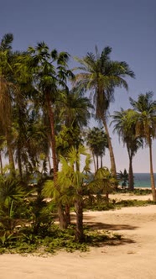 Sandy Beach With Palm Trees and Ocean