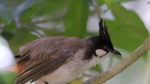 Ein Rotbartbülbül (Pycnonotus jocosus) sitzt auf einem Ast und frisst sich, nah
