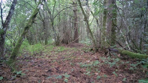 Red fox (Vulpes vulpes) running around in the forest, moment later looks directly into the camera. S