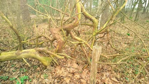 Dry dead twisting branches of a tree in a forest during autumn. The intricate patterns of the branch