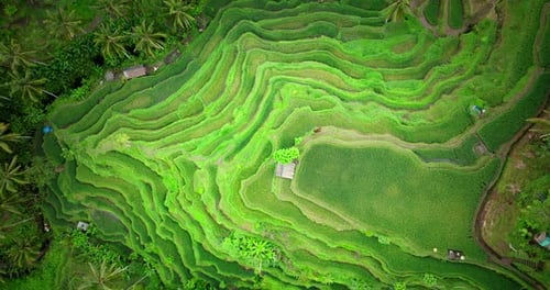 Birds Eye View Of Picturesque Tegallalang Rice Terrace In Ubud, Bali, Indonesia.