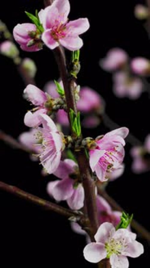 Blossoms Bloom on Branch Time Lapse