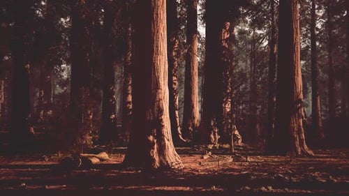Sequoia Trees Standing Tall in a Serene Forest at Dusk