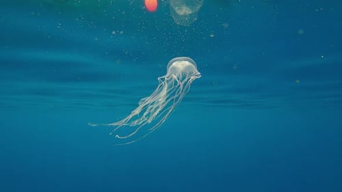 Graceful jellyfish pulsing gently in the blue ocean