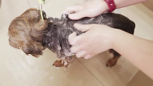 Dog Getting Washed with Shampoo in Bathroom
