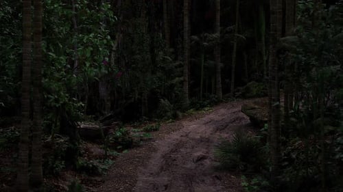Mysterious Forest Path Winding Through Dense Foliage at Dusk