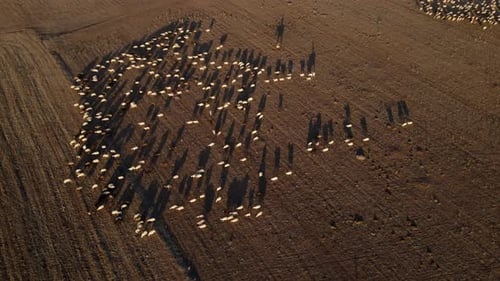 Aerial View of Sheep Grazing in Field at Sunset